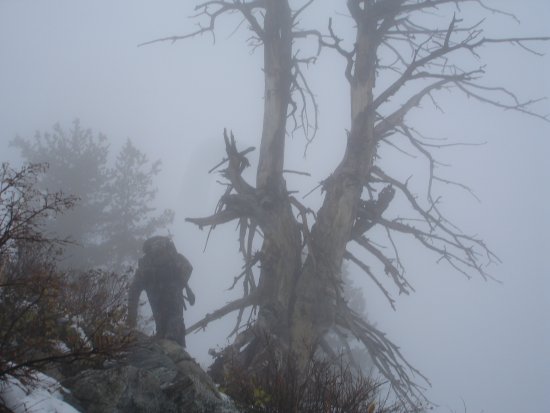 Mule Deer Hunt with 243 WSSM