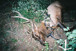 My 2004 5x5 bull elk