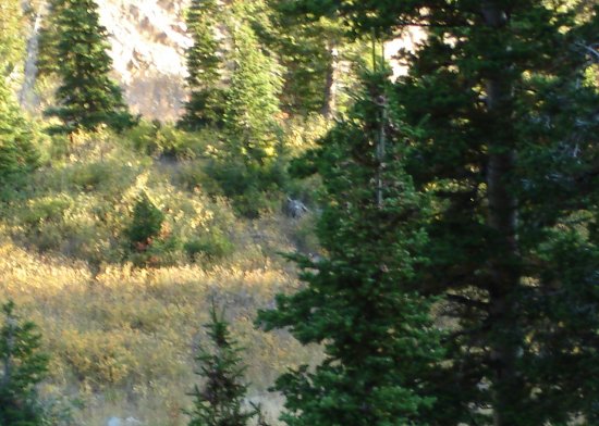 3 Point Mule Deer Bedded Muzzleloader Season 2008