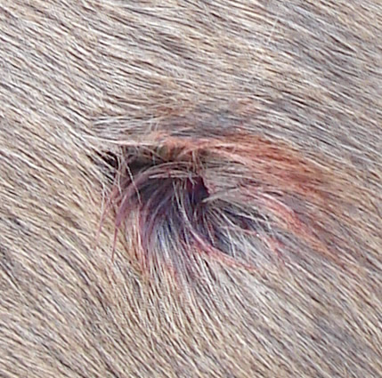 243 WSSM Exit Hole on Dallen's First Elk