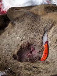 243 WSSM 80g Barnes Tipped Triple Shock exit hole and Russ Kommer knife.