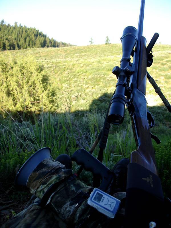 Two coyotes, Model 1885, 243 WSSM, Homemade Electronic Coyote Caller