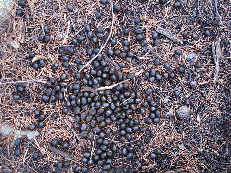 Elk poop, the closet we got to finding any elk on the opening weekend