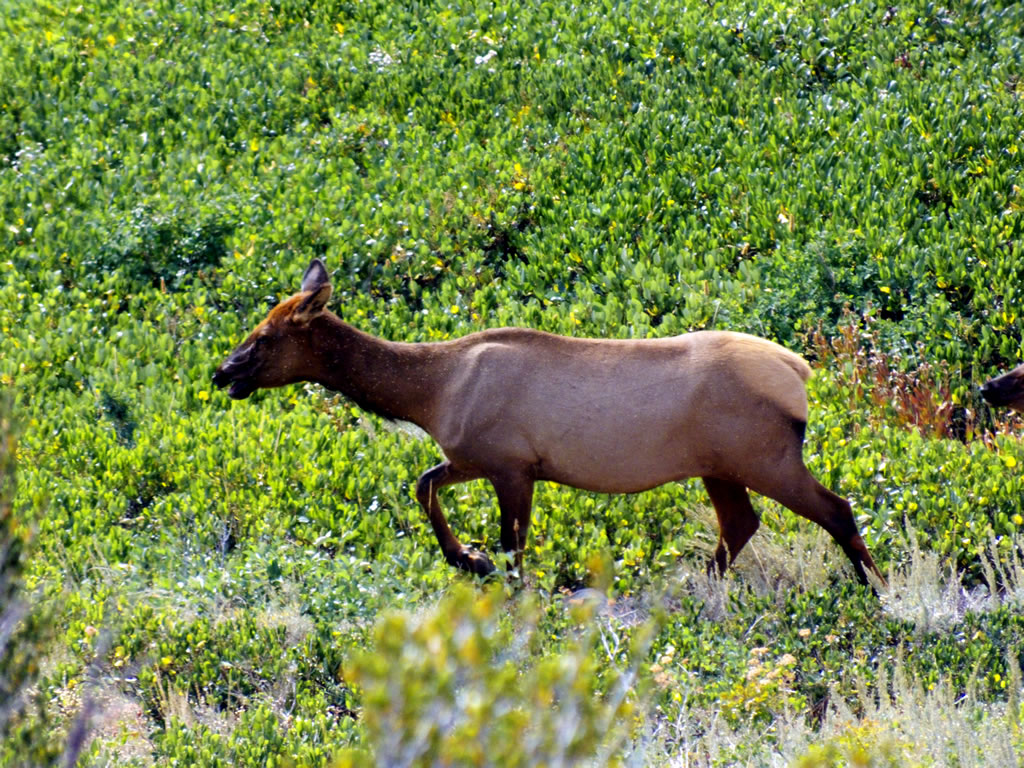 Cow Elk Passing by my ambush location.