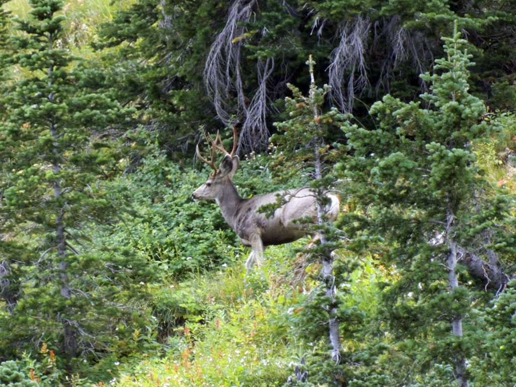 Small four point mule deer buck.