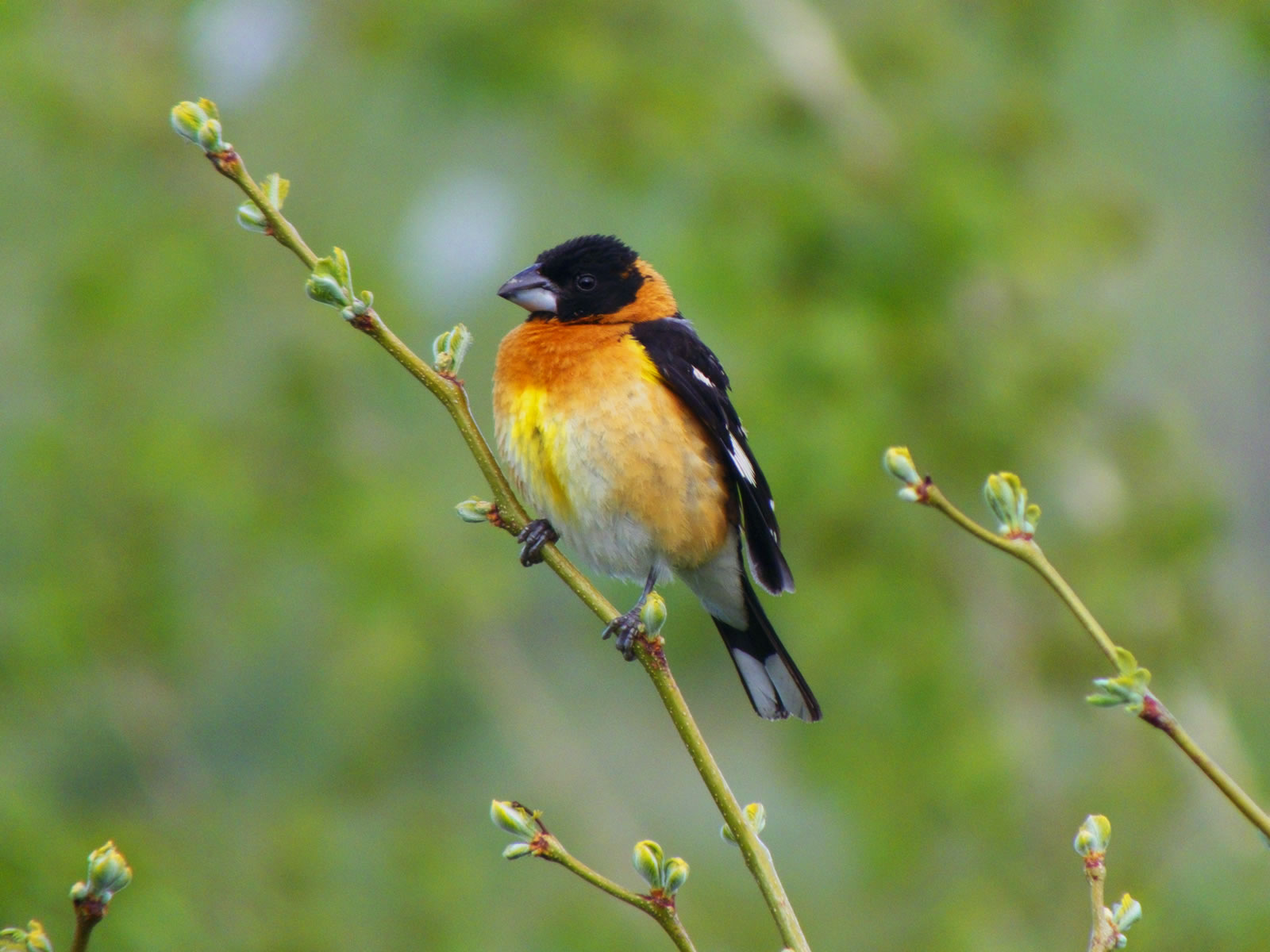 Blackheaded Grosbeak photo taken with my FujiFilm HS20exr with a Sony VCL-DH1758 teleconverter.