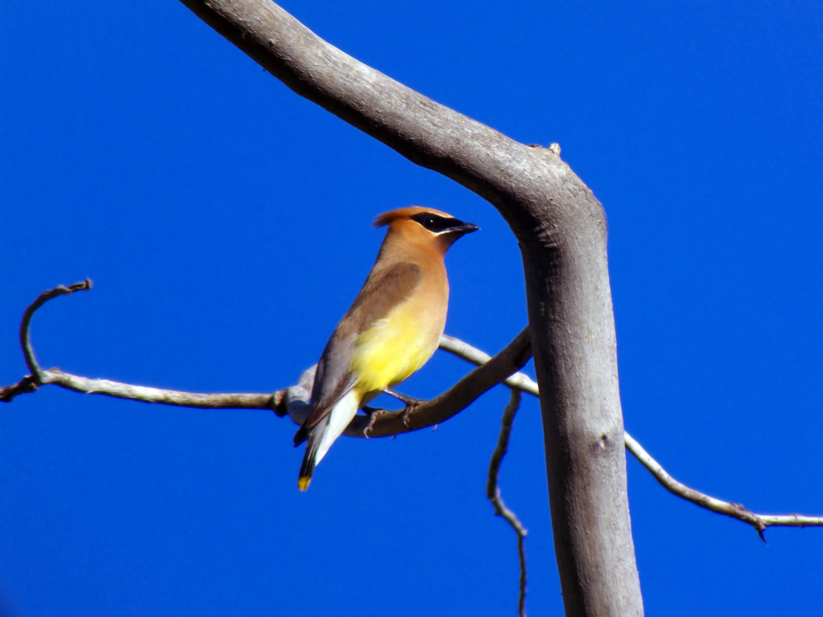 Cedar Waxwing taken with my FujiFilm HS20exr with a Sony VCL-DH1758 teleconverter.
