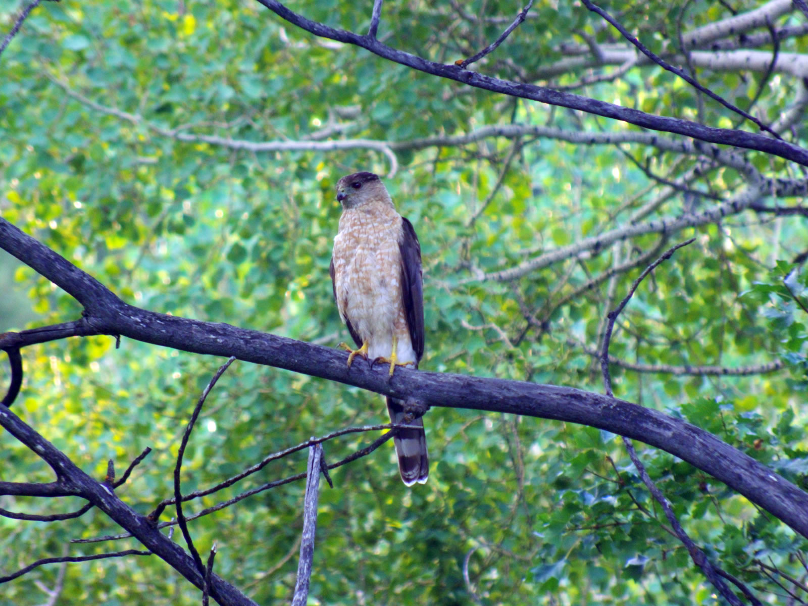 Coopers Hawk taken with my FujiFilm HS20exr.