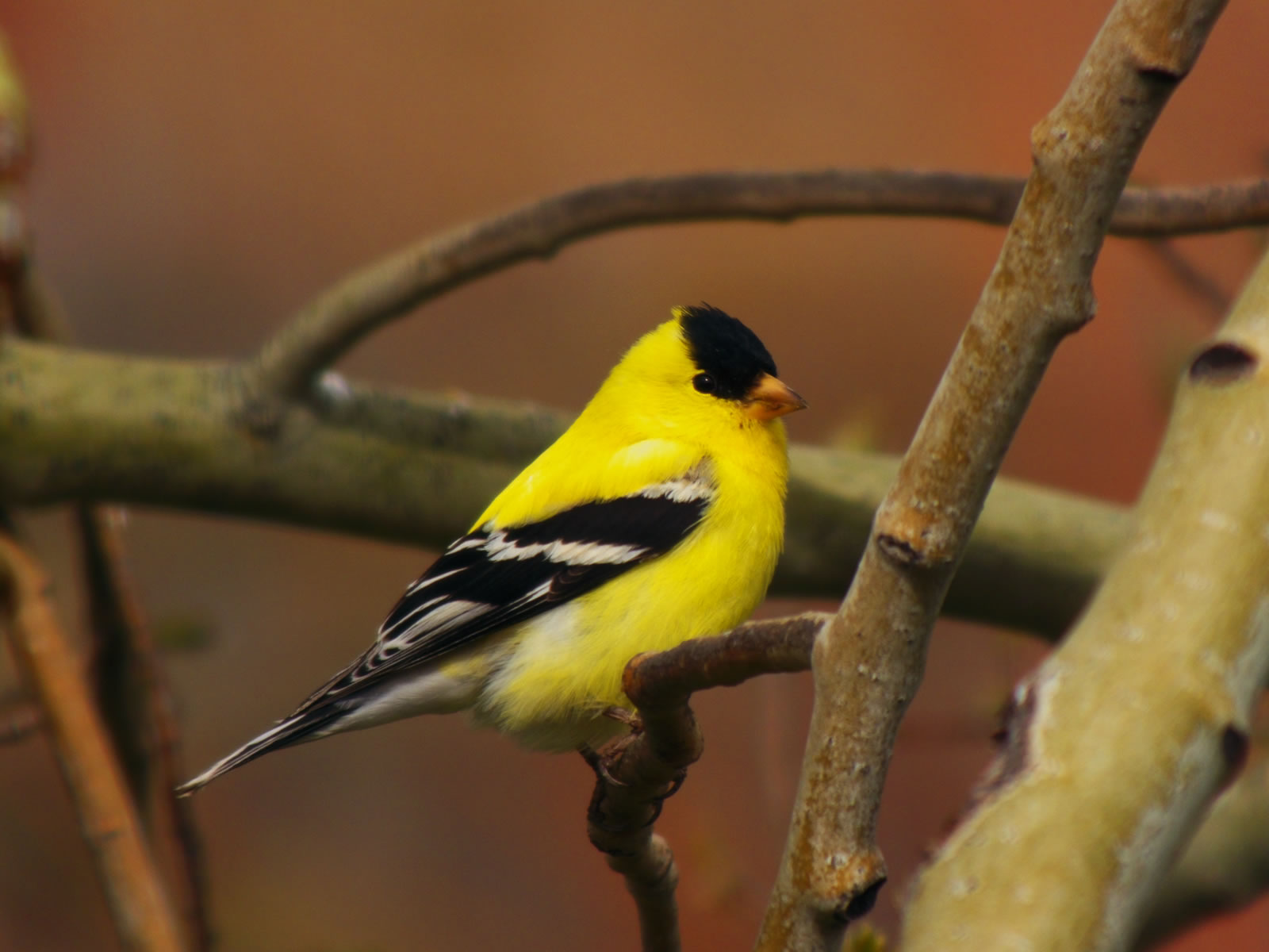 Gold Finch photo taken with my FujiFilm HS20exr with a Sony VCL-DH1758 teleconverter.