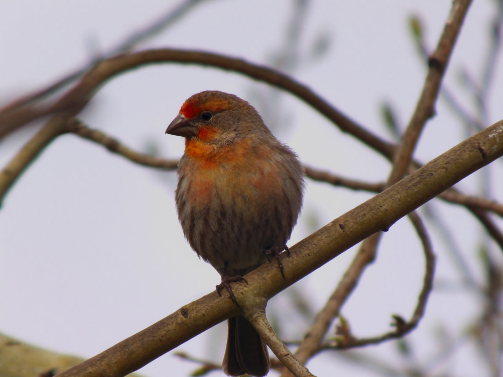 House Finch photo taken with my FujiFilm HS20exr with a Sony VCL-DH1758 teleconverter.