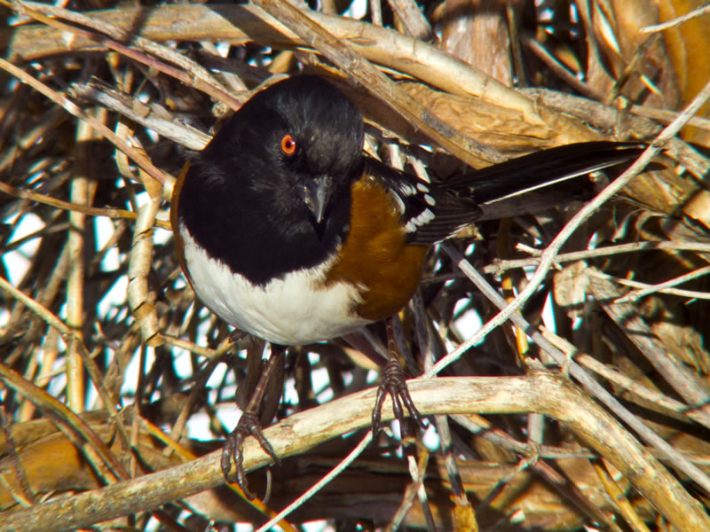 Spotted Tohwee photo taken with my FujiFilm HS10 with a Sony VCL-HG1758 teleconverter.
