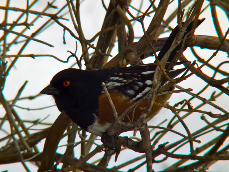 Spotted Tohwee photo taken with my FujiFilm HS10 with a Sony VCL-HG1758 teleconverter.
