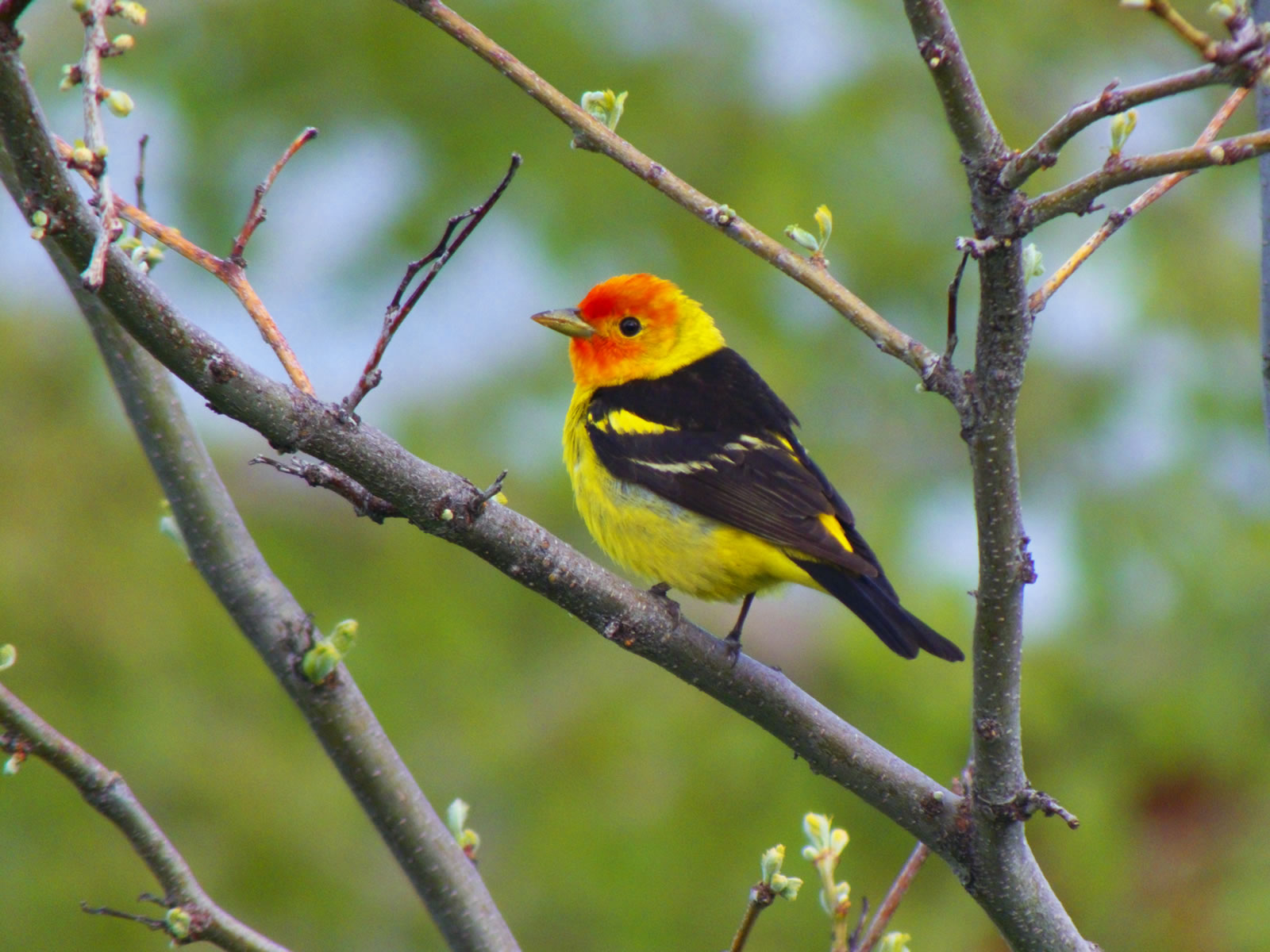 Western Tanager photo taken with my FujiFilm HS20exr with a Sony VCL-DH1758 teleconverter.