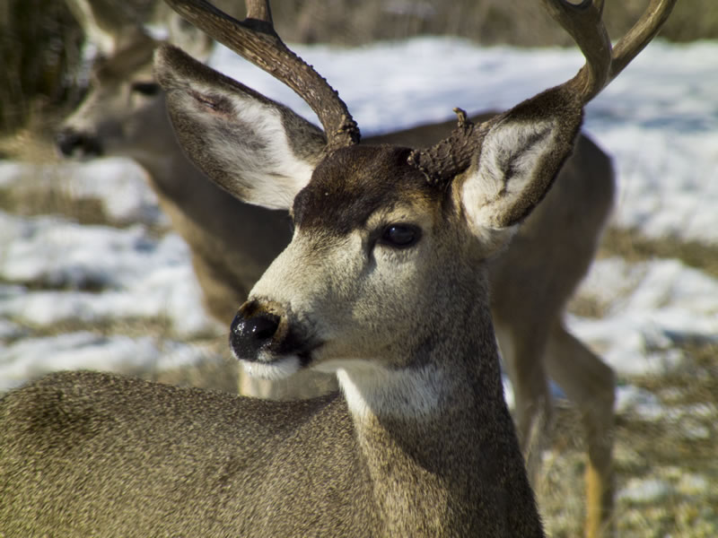 3x4 Mule Deer Buck with Doe