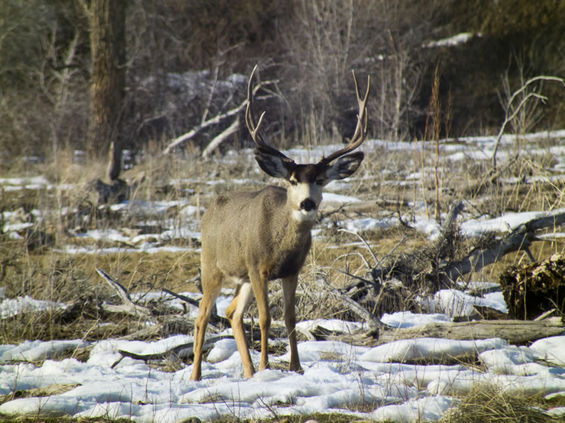 3x4 Mule Deer Buck
