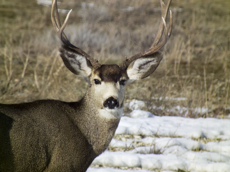 3x4 Mule Deer Buck turning back to right
