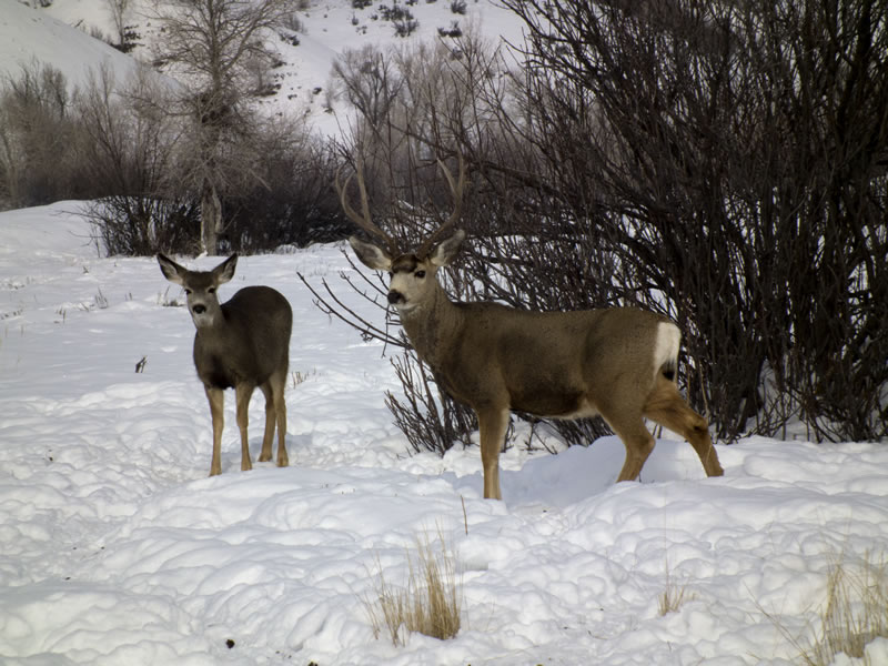 Mule Deer Buck and Doe