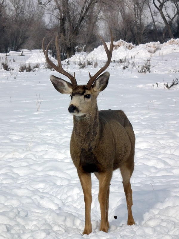 Mule Deer Buck Looking to Right