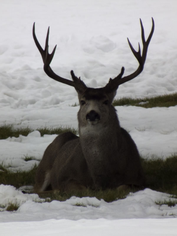 Mule Deer Bedded in Snow