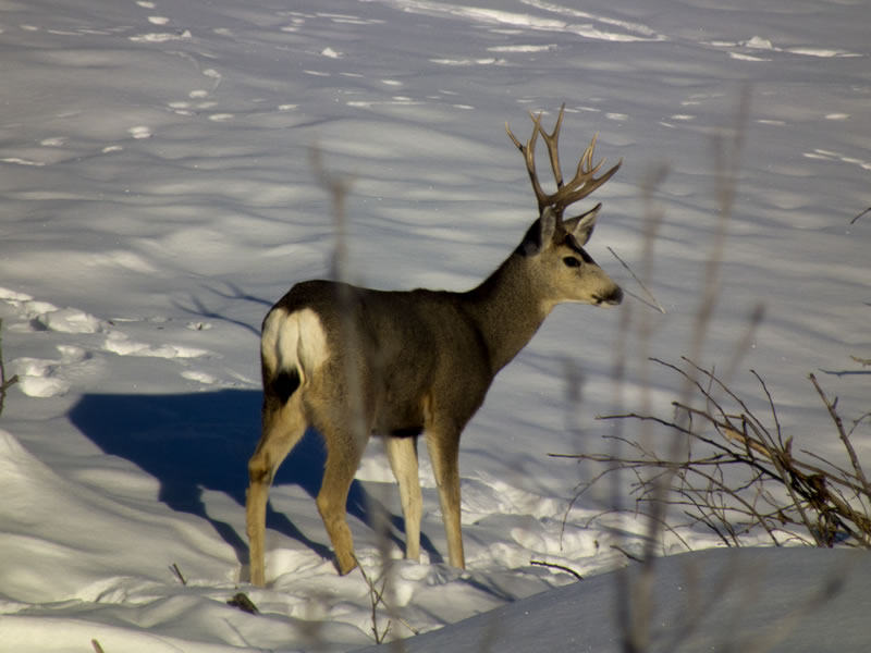 Young Mule Deer Buck with Long Cheater in Snow
