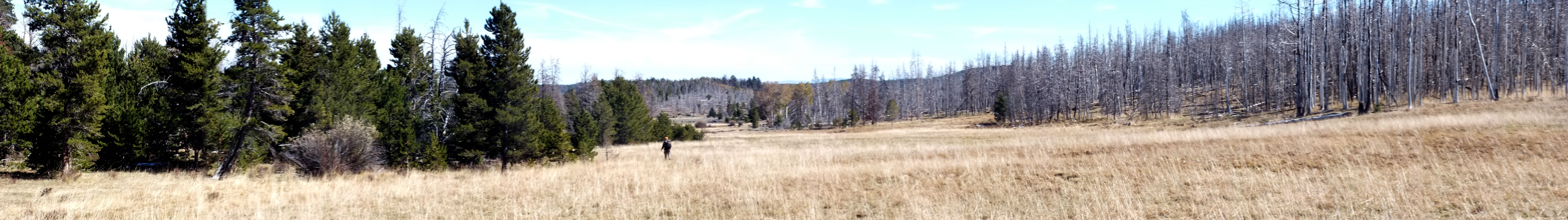 Panorama of elk hunting in Unita mountains