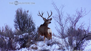 Large 3 point mule deer