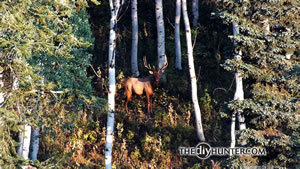 5x5 bull elk in timber