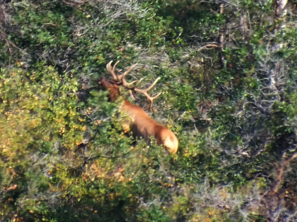 The large 6x6 bull elk I tried to get.