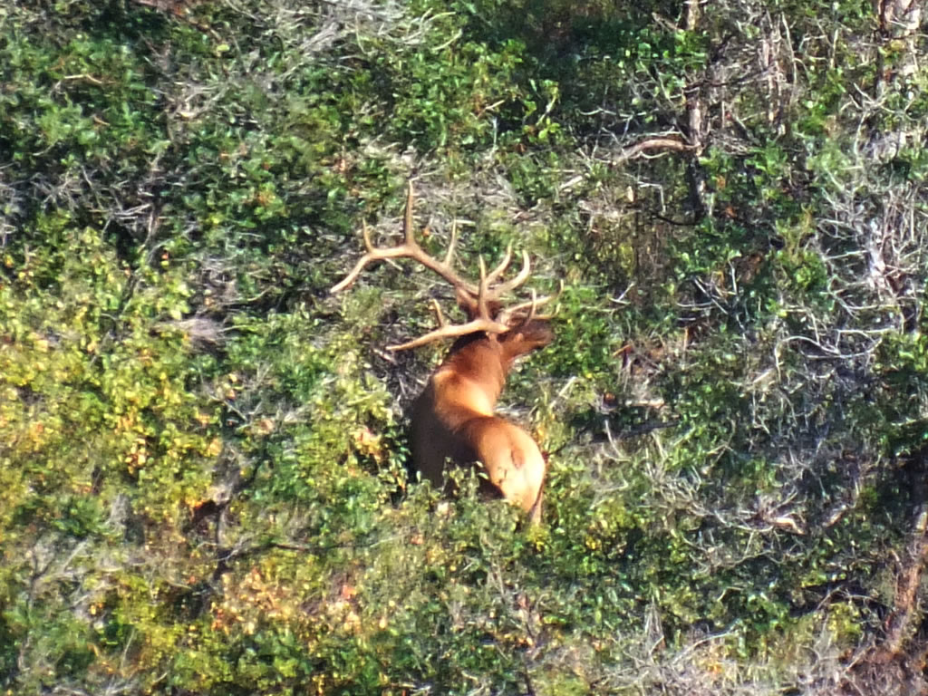Another view of the 6x6 bull elk i wanted to get with my bow.