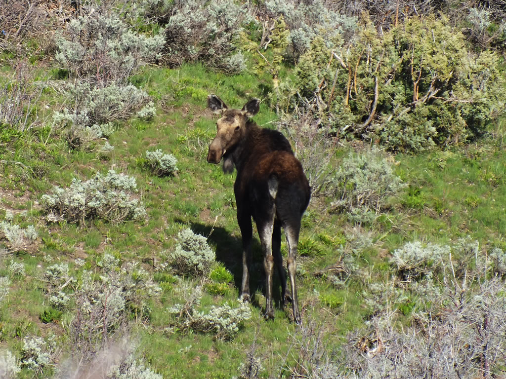 Young moose while shed antler hunting.