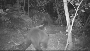 Black Bear with Browning Recon Force Trail Camera