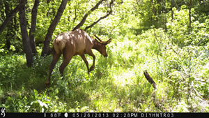 Bull Elk Browning Recon Force Trail Camera BTC-2