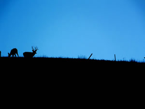 HS50exr Photo of Four Point Mule Deer with a Doe on Skyline