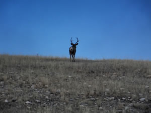 HS50exr Photo of Crab Claw Foru Point Mule Deer Buck on Skyline