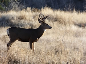 HS50exr Photo of a 3 Point with Cheater Mule Deer