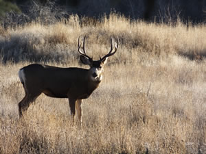 HS50exr Photo of a 3 Point with Cheater Mule Deer
