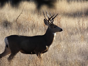 HS50exr Photo of a 3 Point with Cheater Mule Deer