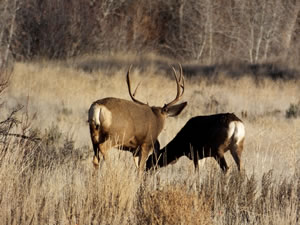 HS50exr Photo of a 3x4 Mule Deer Looking Left