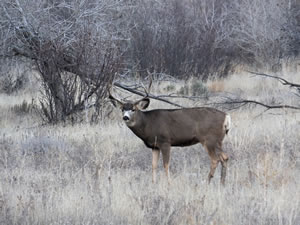 HS50exr Photo of a 3x4 Mule Deer
