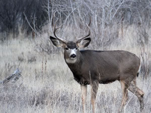 HS50exr Photo of a 3x4 Mule Deer Looking Left