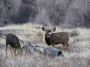 HS50exr Photo of a 3x4 Mule Deer with a doe