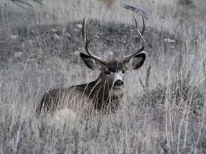 HS50exr Photo of a 3x4 Mule Deer Bedded
