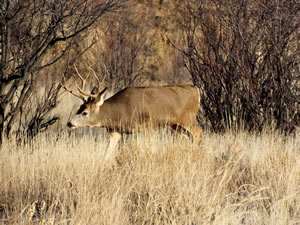 HS50exr Photo of a 3x4 Mule Deer