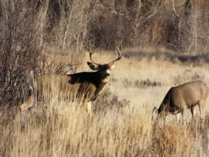 HS50exr Photo of a 3x4 Mule Deer Looking Left