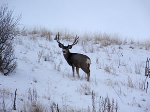 HS50exr Photo of Wide 3x5 Mule Deer