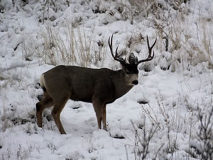 HS50exr Photo of a 4x4 Mule Deer