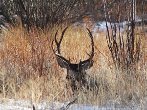HS50exr Photo of a 4x4 Mule Deer