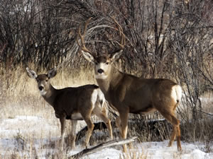 HS50exr Photo of a 4x4 Mule Deer
