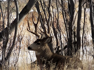 HS50exr Photo of a 4x4 Mule Deer