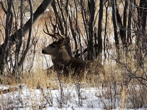 HS50exr Photo of a 4x4 Mule Deer